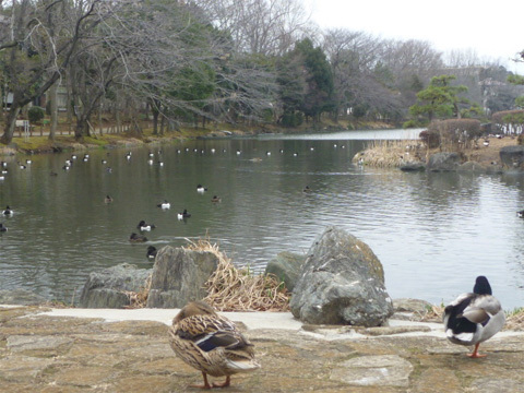 そこにはコサギ、カルガモ、ヒヨドリなどの野鳥が生息しています。