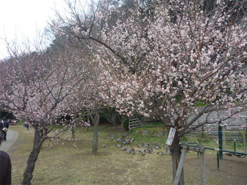 桜が春を楽しむ花なら、梅は春の訪れを告げる花。