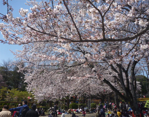 見渡すかぎり「桜・桜・桜」(里見公園)。 