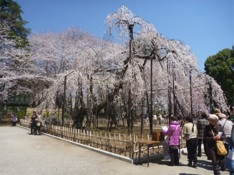 まさに満開のしだれ桜「伏姫桜」です（弘法寺）。