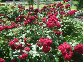 ラバグルートは、濃い赤色のビロードのような花びらが特徴です。